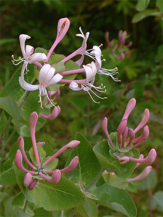 Honeysuckle Lonicera spp